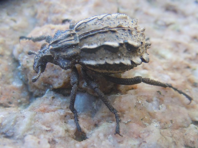 Curculionidi dal Nord Sardegna: Brachycerus albidentatus